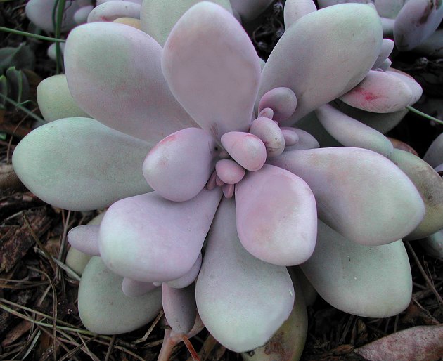 "Lavender Pebbles" Graptopetalum amethystinum (Pachyphytum amethystinum)